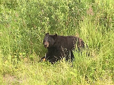 IMG_2633 Alaska Wildlife Conservation Center Bear